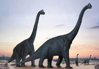 Brachiosaurus