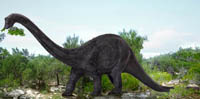 Diplodocus