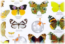 Schmetterlingsposter (Ausschnitt)