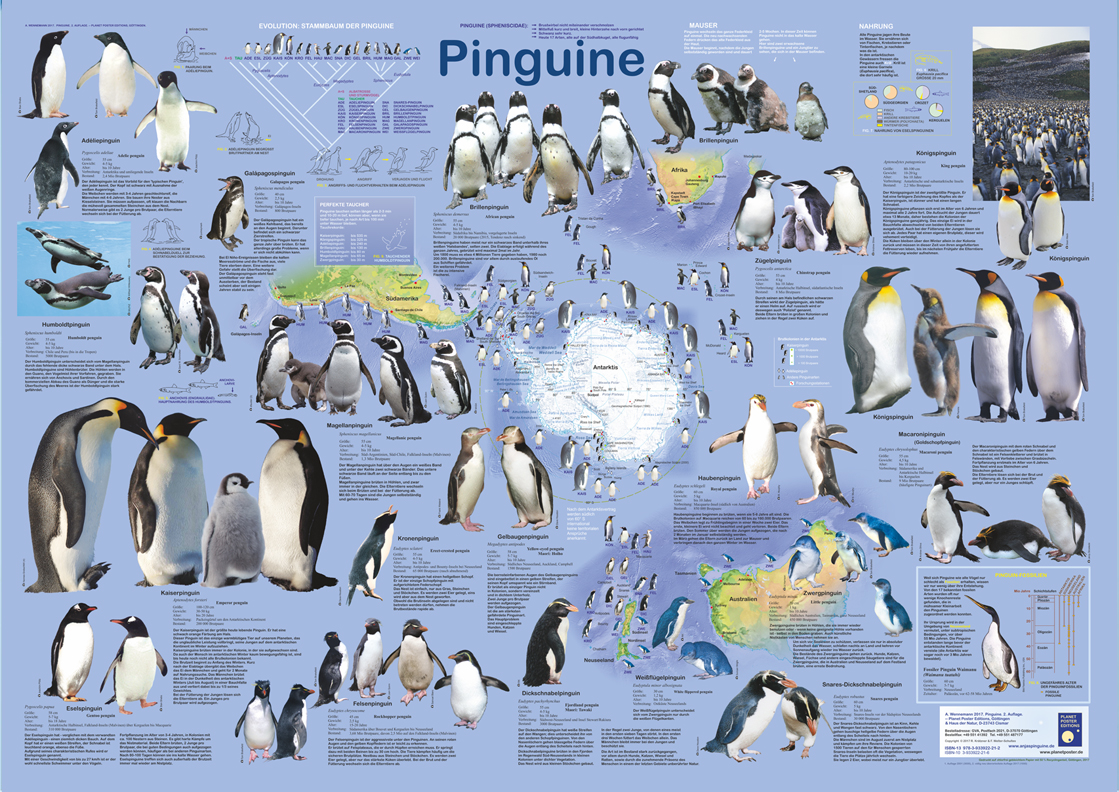 Poster "Pinguine"