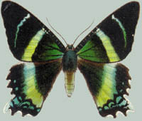 Alcidis liris