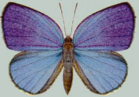 Arhopala muta