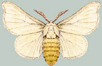 Bombyx mori