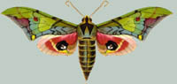 Callambulyx junonia