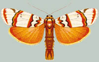 Chionaema plateni