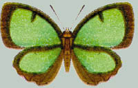 Cyaniriodes libna