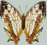 Cyrestis mabella