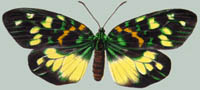 Erasmia chinensis