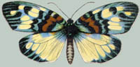 Erasmia pulchella
