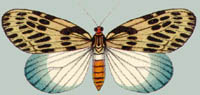 Eterusia distincta