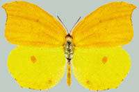 Gonepteryx amintha