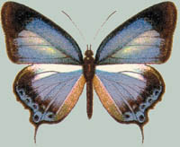 Hypochlorosis lorquinii