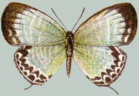Jamides aratus