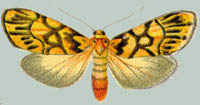 Miltochrista sanguitincta