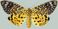 Moorea argus