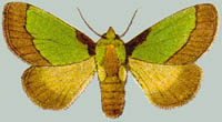 Parasa lepida