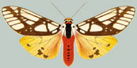 Pericallia galactina