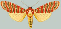 Pericallia picta