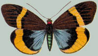 Pidorus splendens