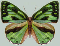 Poritia phormedon