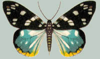 Psaphis borneensis