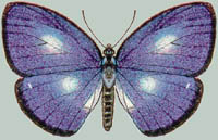 Psychonotis cyanea