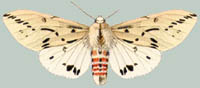 Spilarctia stigmata