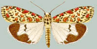 Uteheisa lothrix